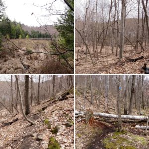 Clements Pond