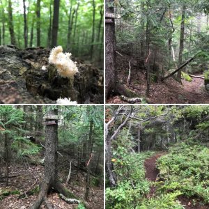 Bear Den Mountain
