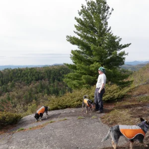 Hattie, Dingo, and Misty enjoing the hike.