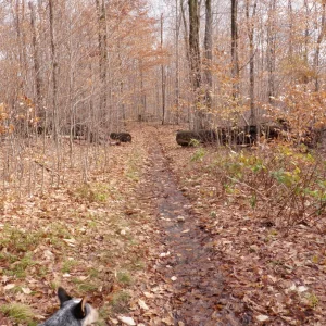 Well trodden path