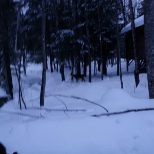 Lake Road Deer