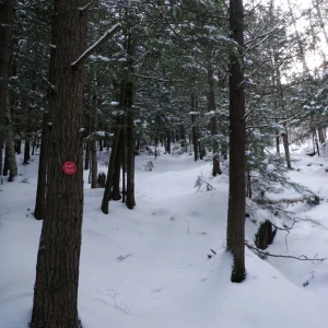 P1050009.jpg