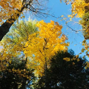 IMG_1323.jpeg