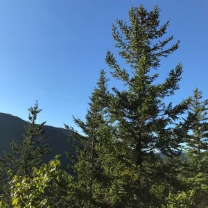 Blues and greens