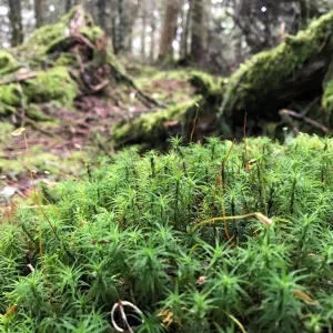 The Hobbit forest