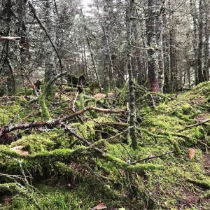 Mossy forest