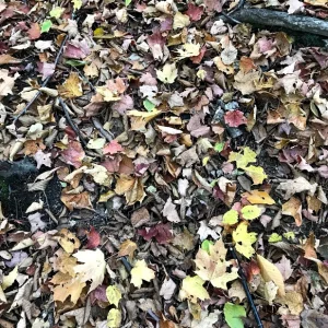 Kaleidoscope