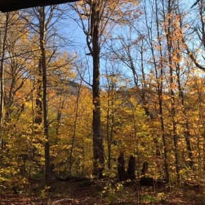 Lots of color