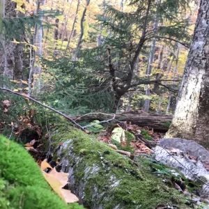 Lots of moss