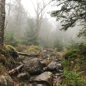 The trail