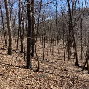 Media 'Open forest' in album 'Waonaze Peak'