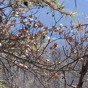 Same pond, zoomed.