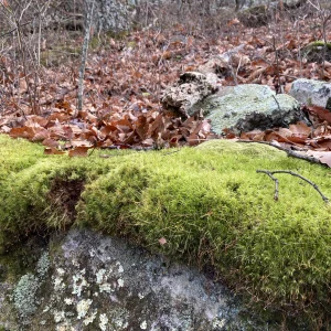 Media 'Emerald green' in album 'Copernicus Ridge'