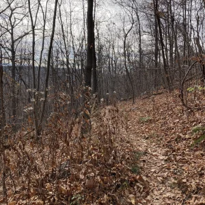 Meandering trail