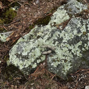 Lots Of Rocks.jpg