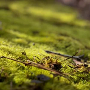 Mossy World.jpg