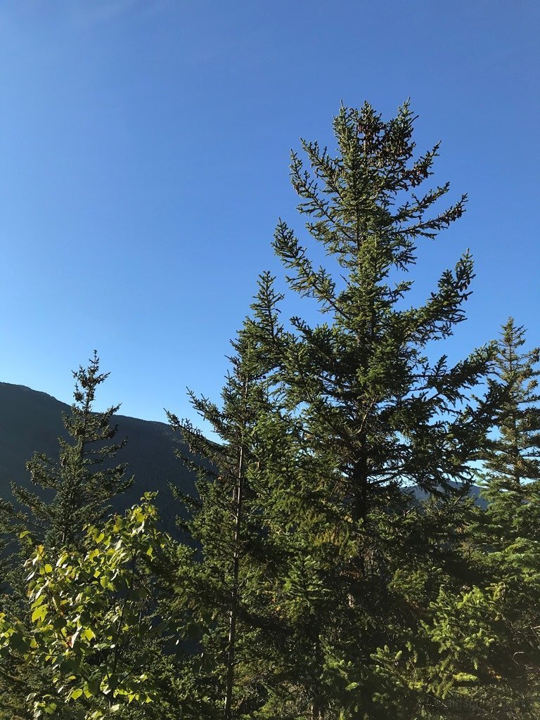 Blues and greens