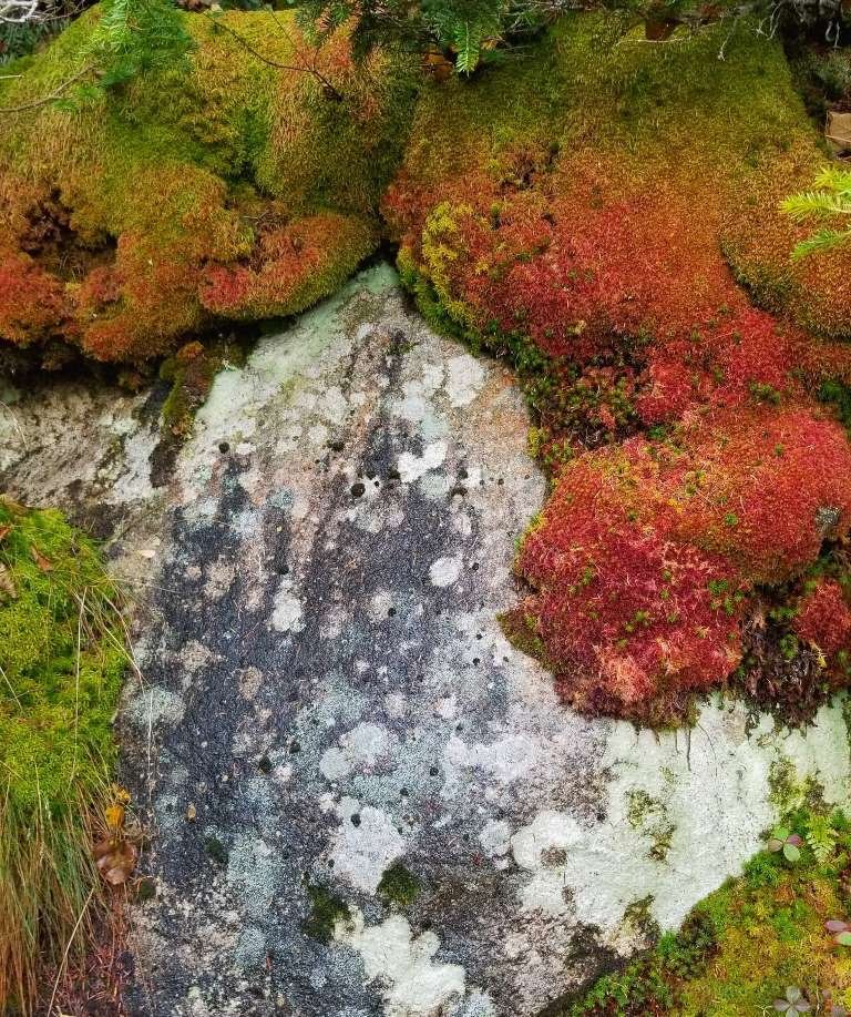 Colors of growth