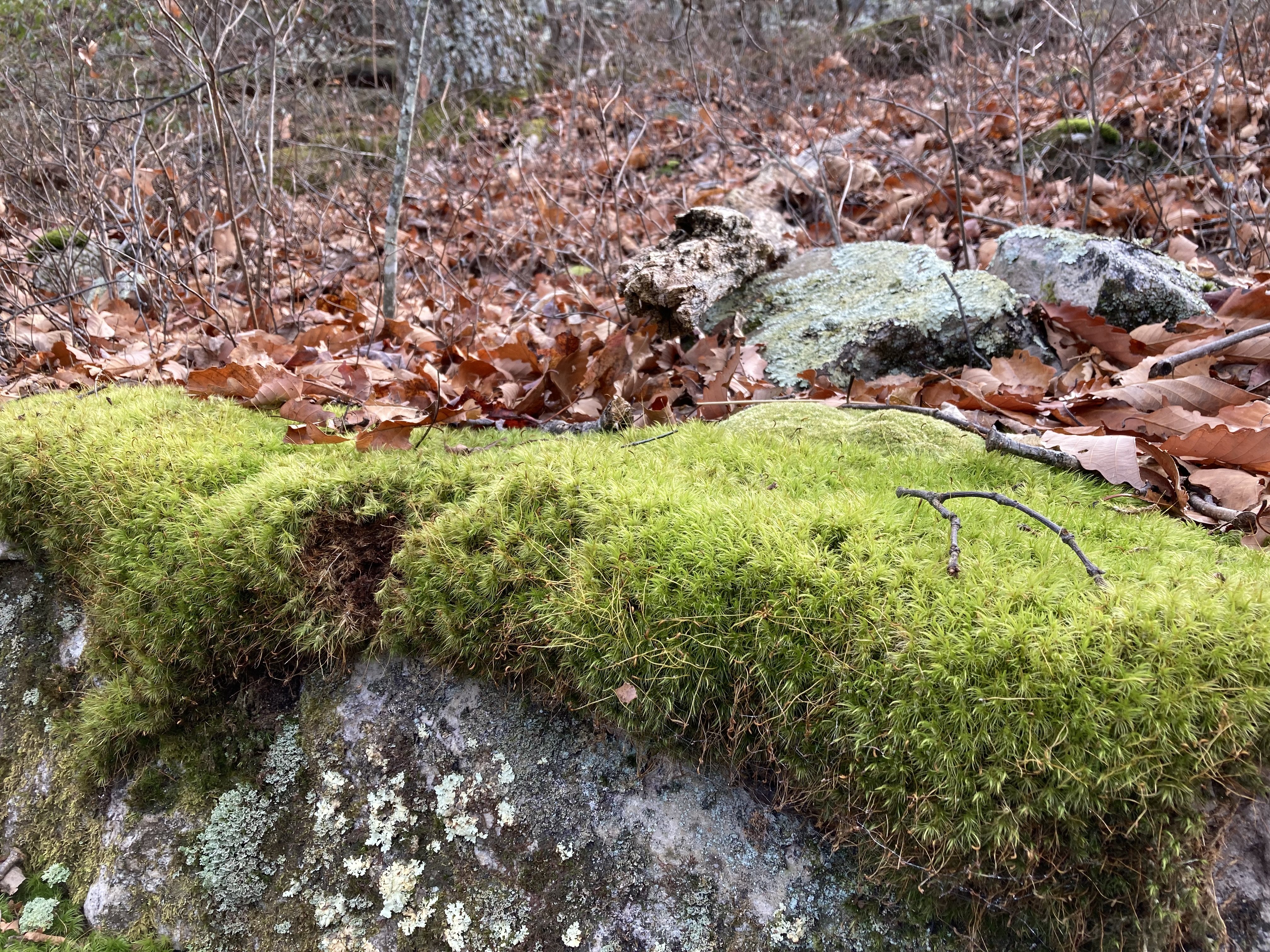 Emerald green