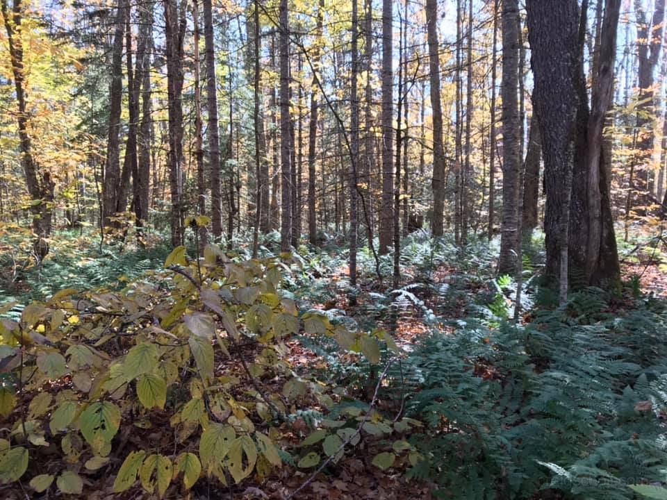 Field of ferns