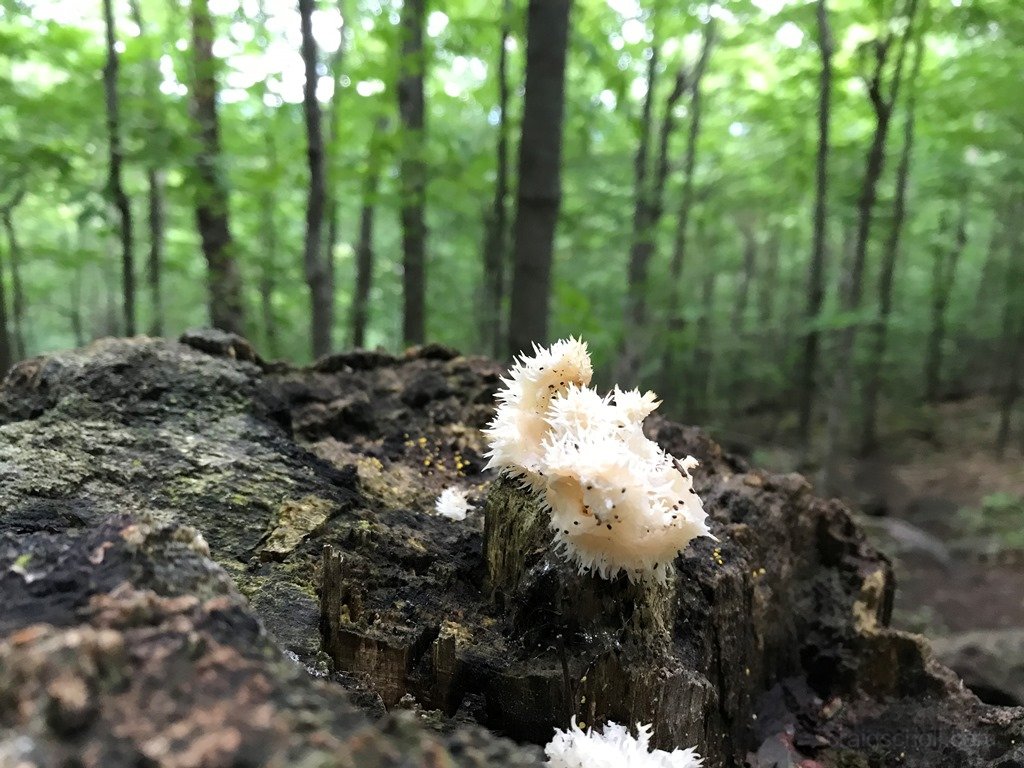 Fungi