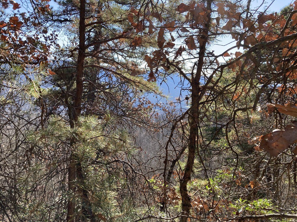 Glimmering pond in the distance.