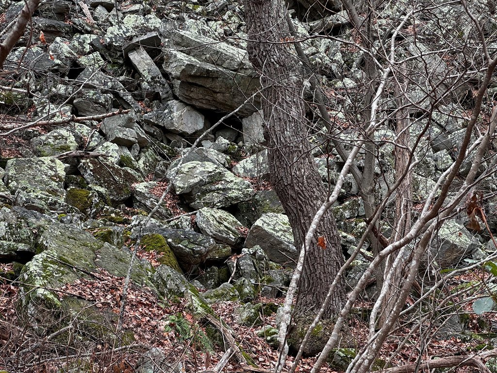 IMG_5881.jpg