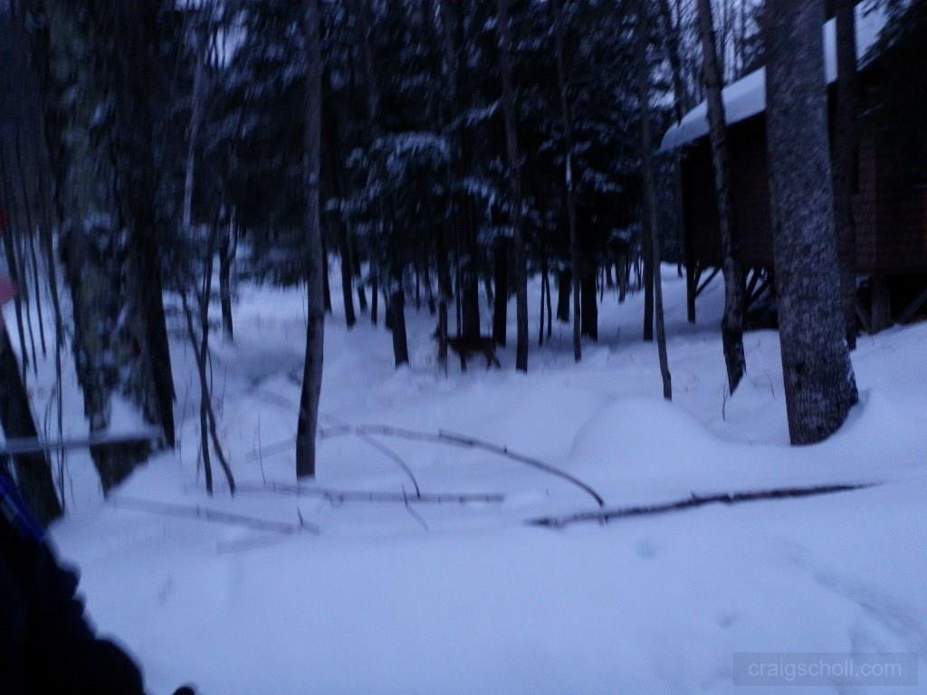 Lake Road Deer
