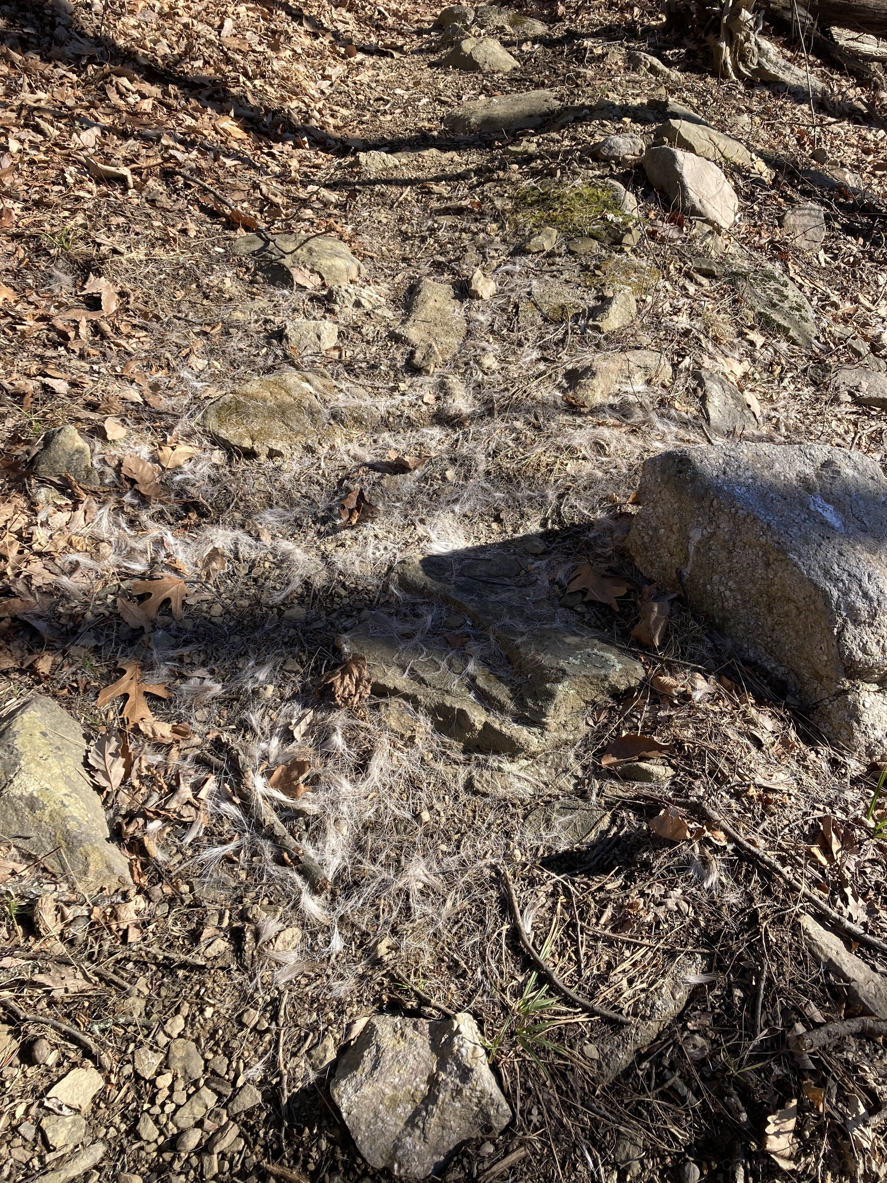 Looks like a deer got it.