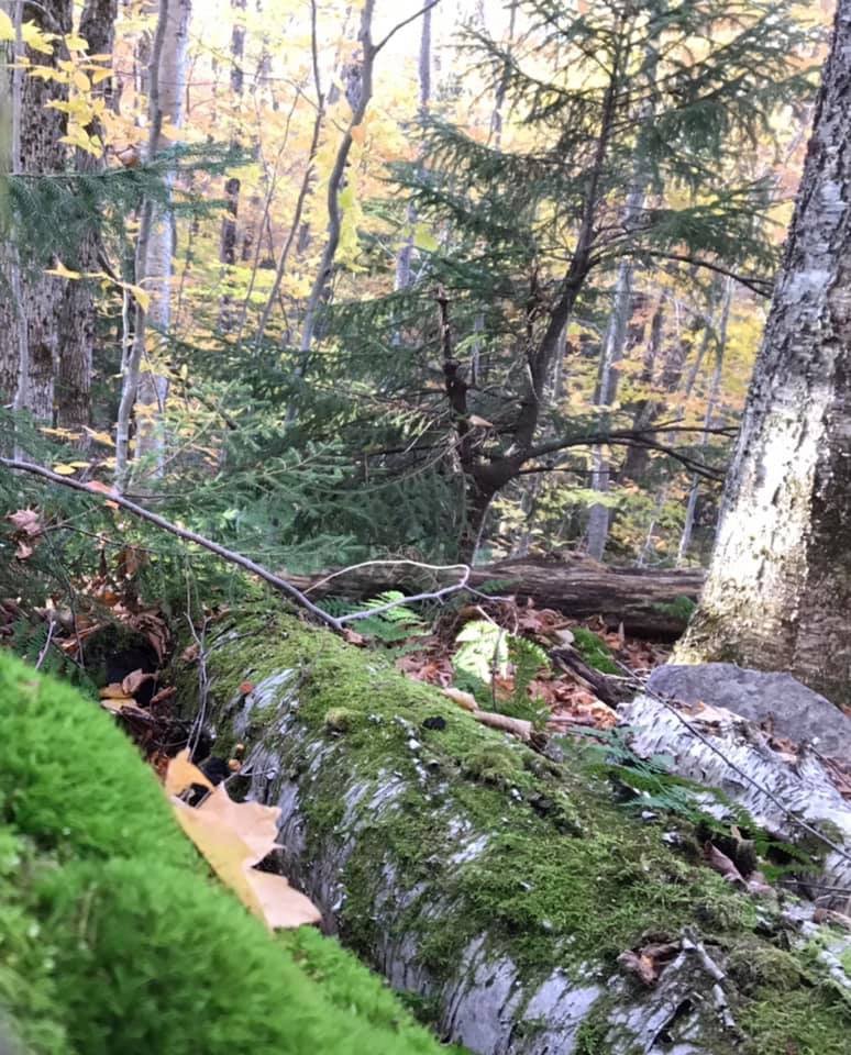 Lots of moss