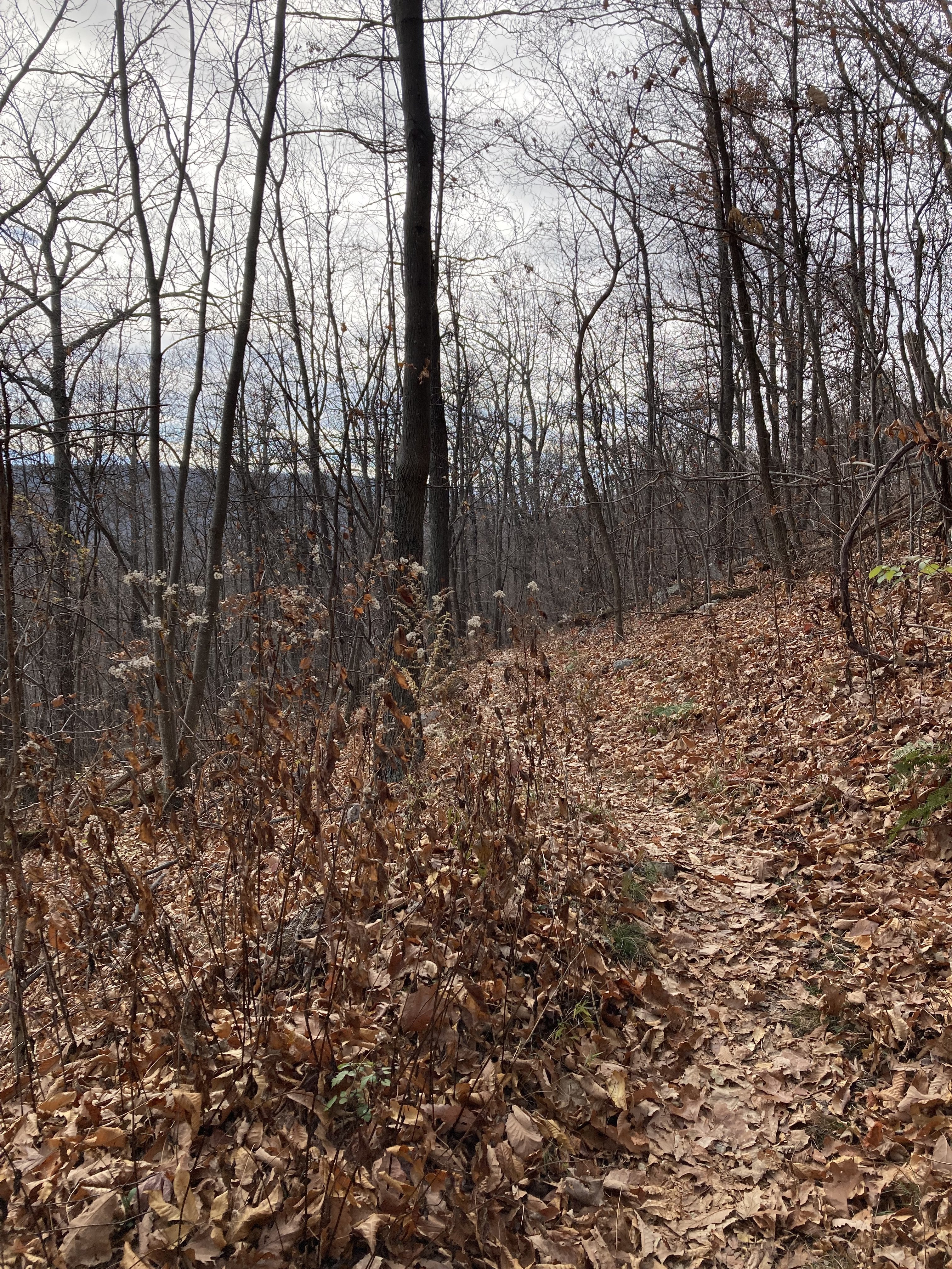 Meandering trail