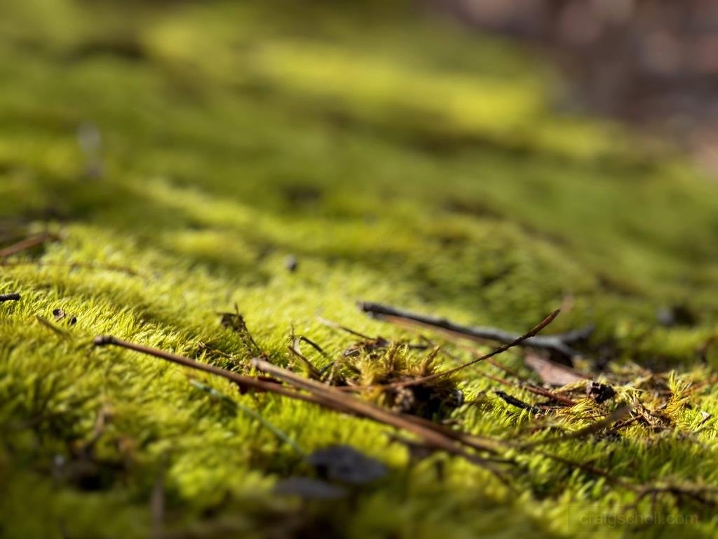Mossy World.jpg