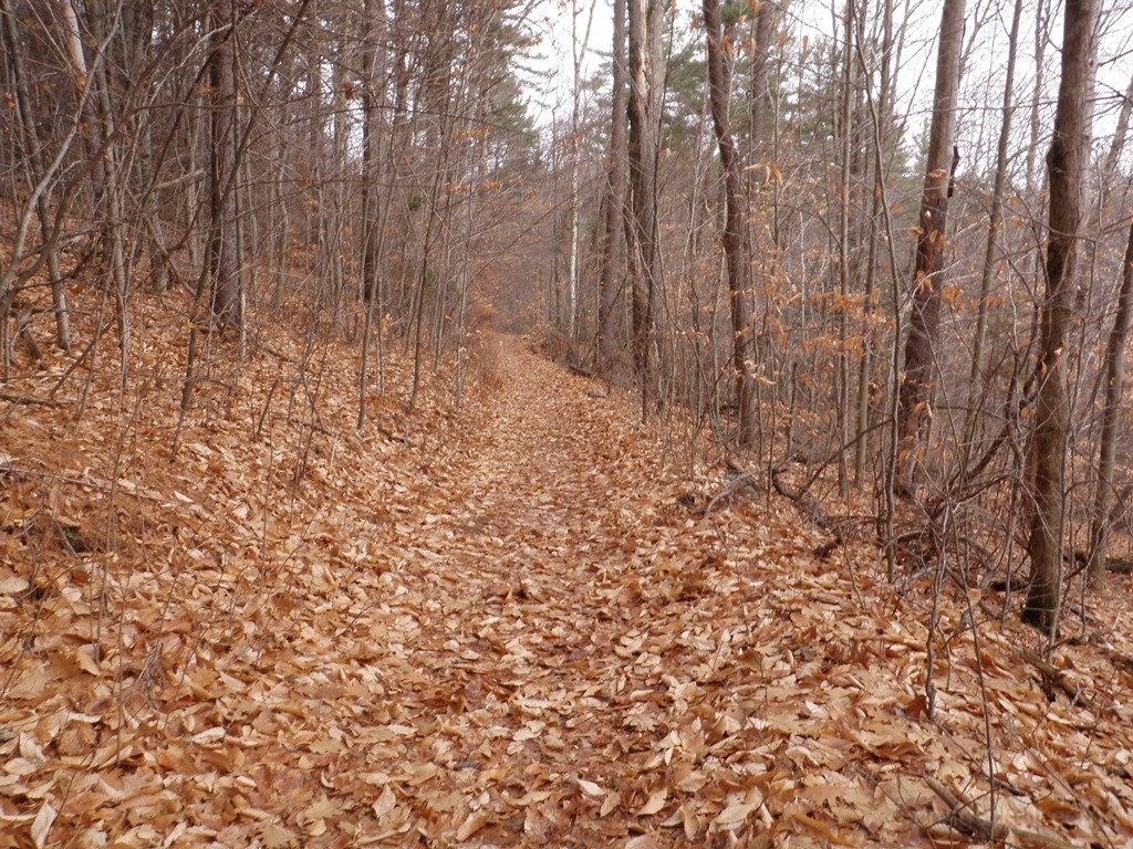 P1010005.jpg
