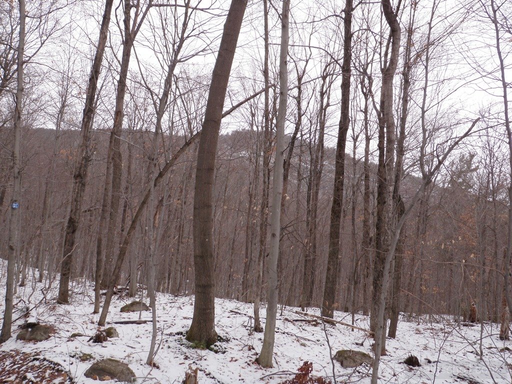 P1010014.jpg