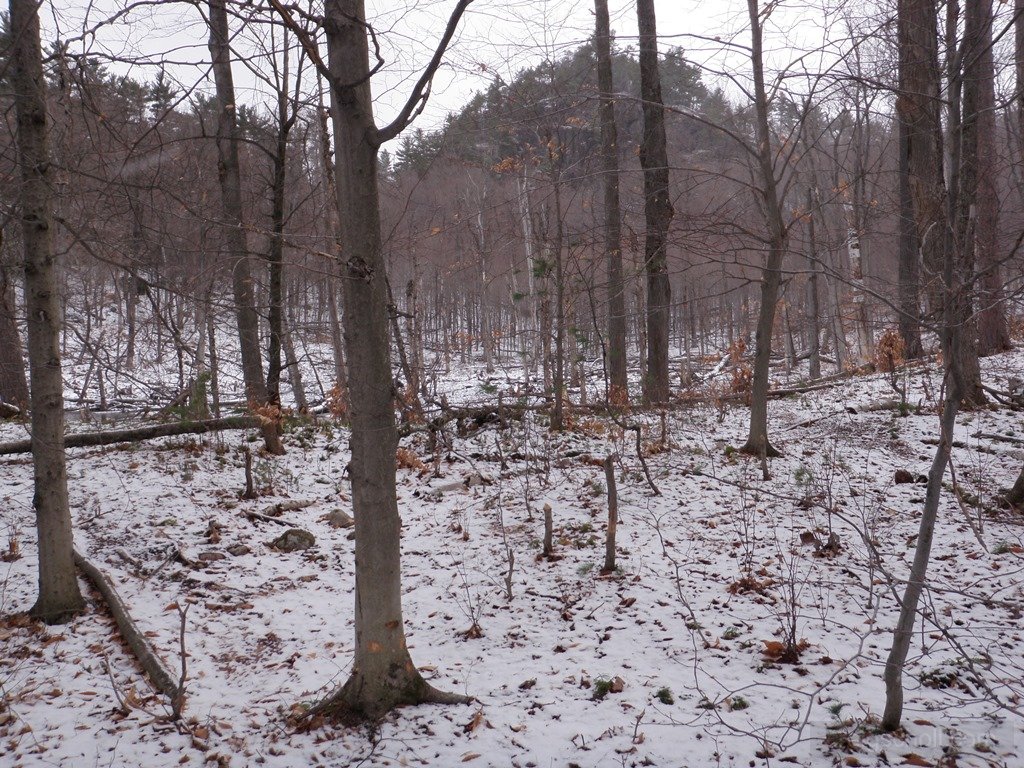 P1010018.jpg