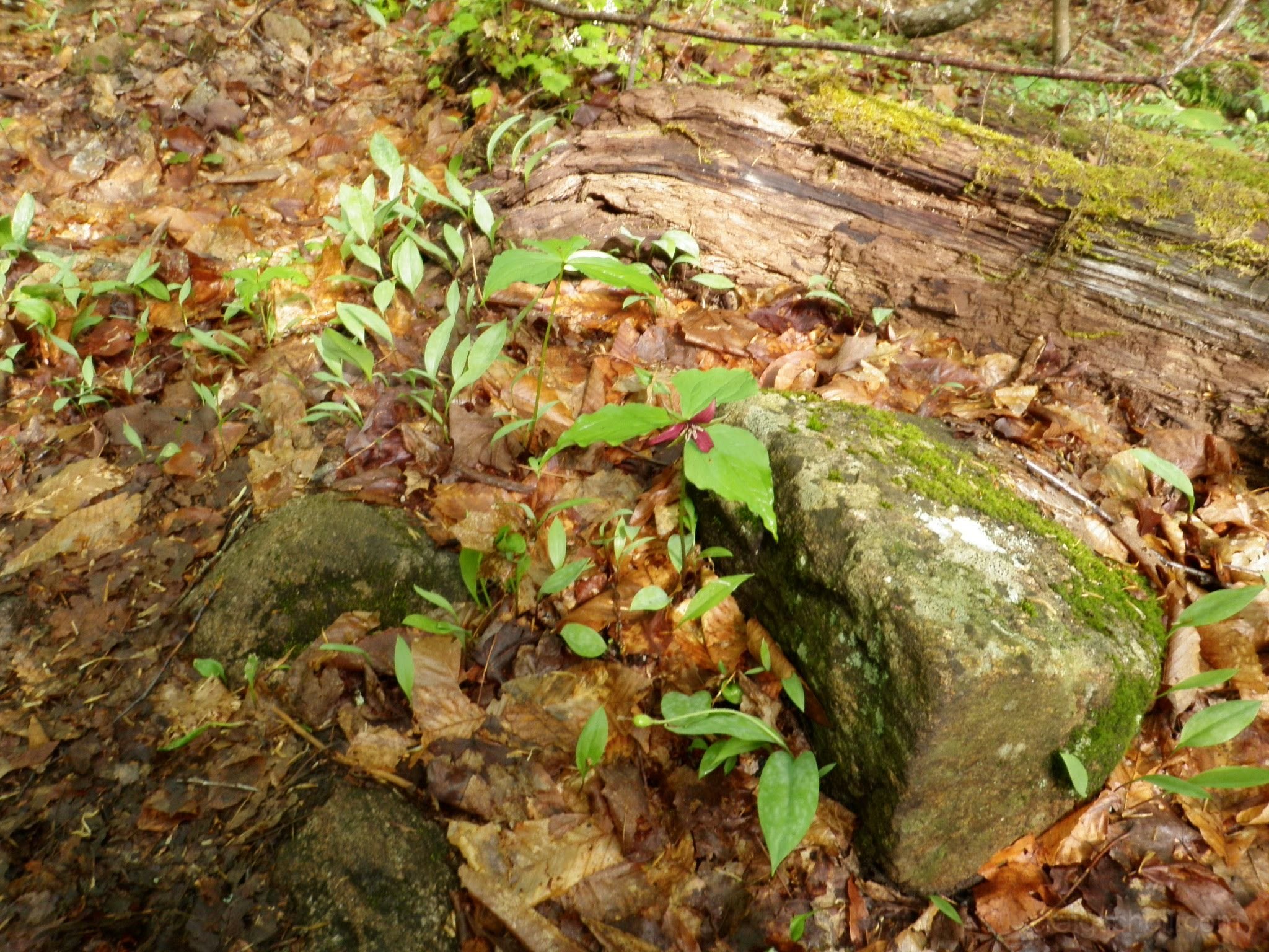 P5230004.jpg