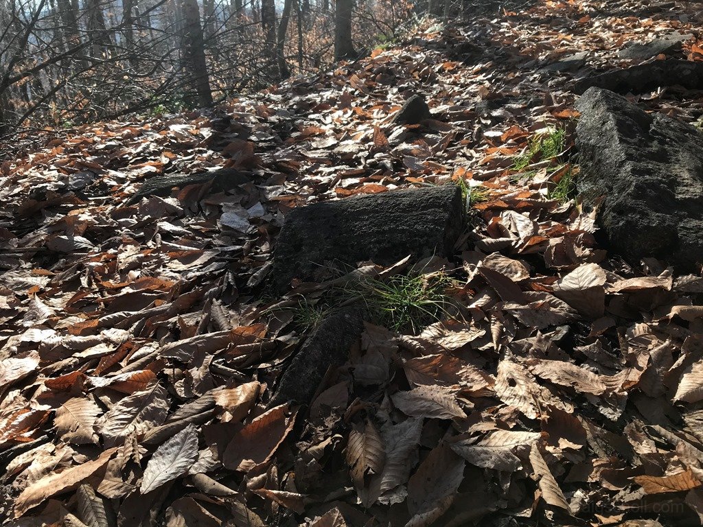 Rock that looks like a fossilized log.