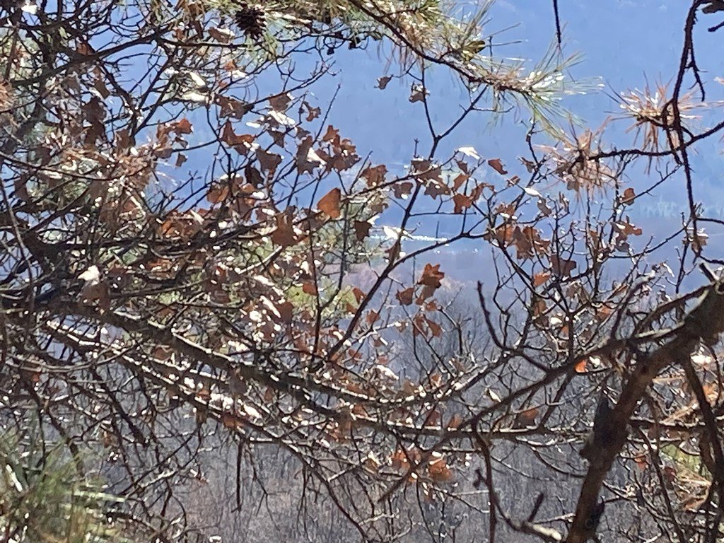 Same pond, zoomed.