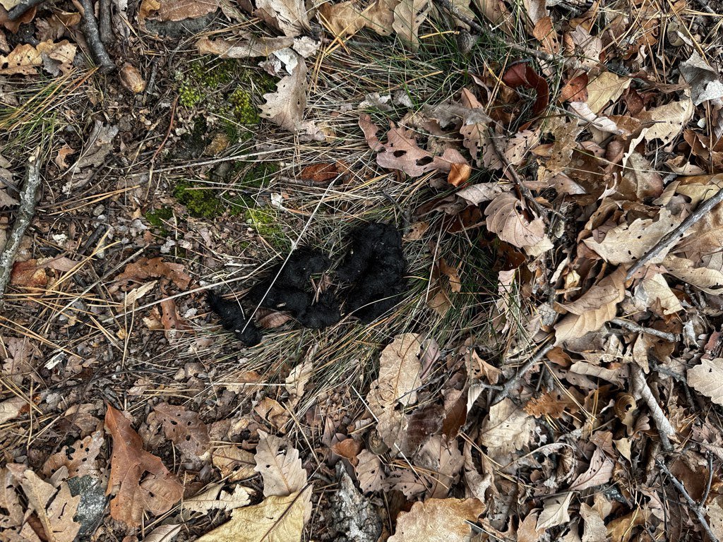 Scat