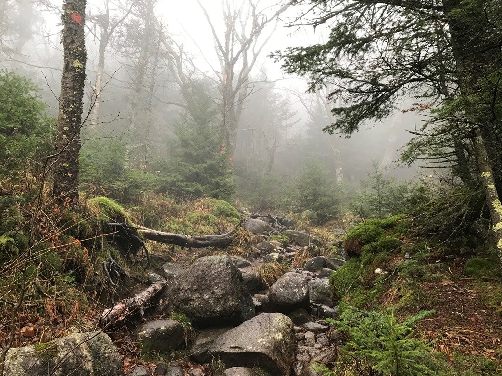 The trail