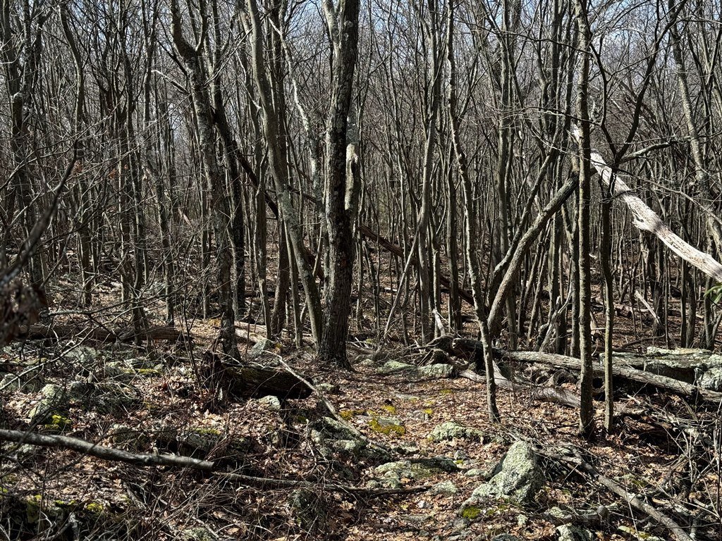 Wooded Ridge Trail.jpg